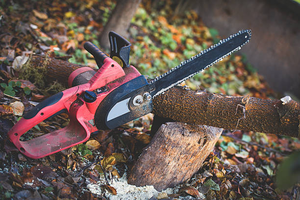 Best Stump Grinding and Removal  in Lake Butler, FL